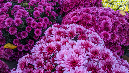 Purple chrysanthemum flower in garden, Thailand.の写真素材