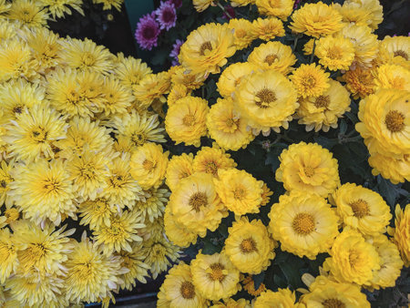 Yellow chrysanthemum flowers in the garden, stock photo