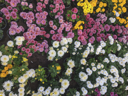 Colorful chrysanthemum flowers in the garden, top view