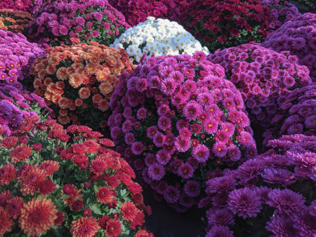 Colorful chrysanthemum flowers in full bloom in autumnの写真素材
