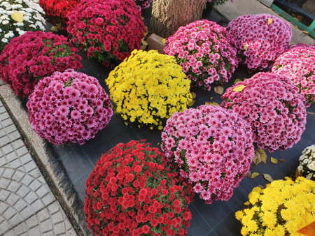 Colorful chrysanthemum flowers in a flower shop.の写真素材