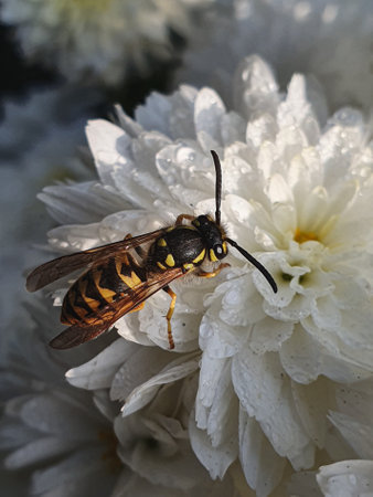 A wasp sits on a white chrysanthemum.