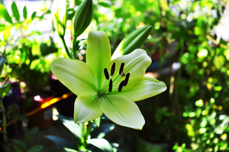Beautiful green lily in the garden close-up. Selective focus.の写真素材