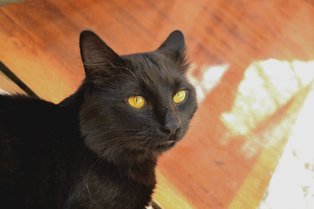 Black cat with yellow eyes on a wooden floor in the sun.