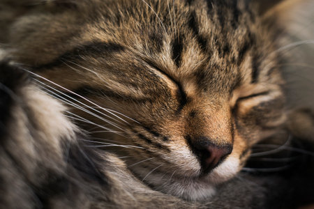 Sleeping cat close-up, selective focus, shallow depth of field.の写真素材