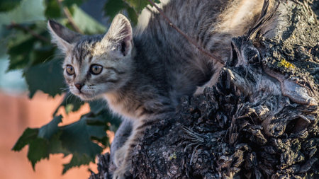 Cute little kitten on a tree in the garden. Selective focus.の写真素材