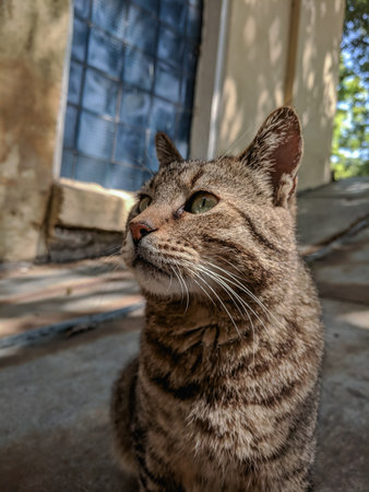 Portrait of a cat with green eyes in the streets of the cityの写真素材