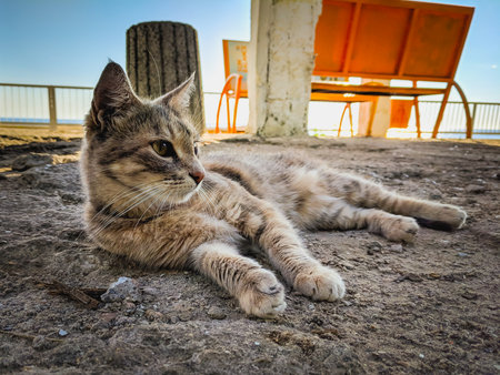 Cat lying on the ground at the beach. Selective focus.の写真素材