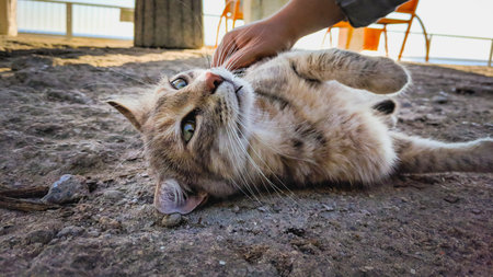 cat lying on the floor and looking at the camera, close up