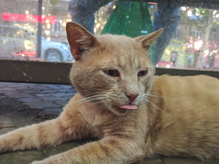 Cute ginger cat sitting on the floor and licking his lips.の写真素材