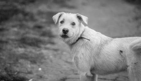 White dog in black and white, looking at the camera. Black and white photo.の写真素材