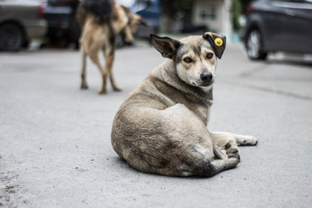 Homeless stray dog on the street in Thailand. Selective focus.の写真素材