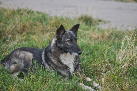 Grey wolf dog lying on the grass. Selective focus.