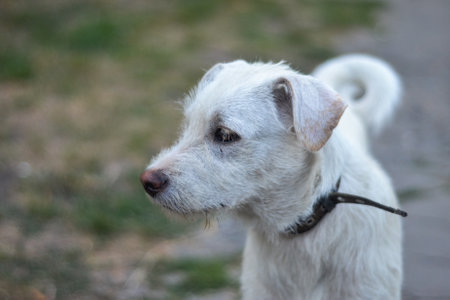Portrait of a white dog on a green grass in the parkの写真素材