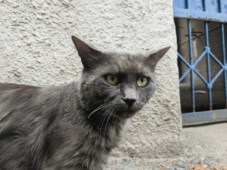 Gray cat with yellow eyes in front of a blue door in the villageの写真素材