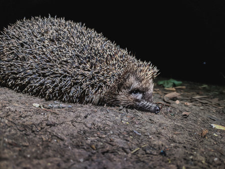 Hedgehog on the ground in the forest. (Scientific name: Erinaceus Europaeus)