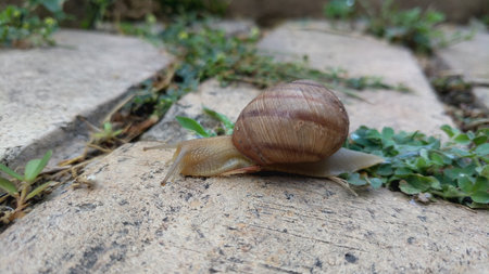 Snail crawling on a stone path in the garden, close upの写真素材