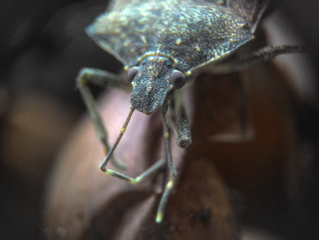 Close up of a shield bug (Ceratonia aurata)