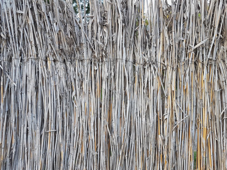 Background of dry reed wall texture. Dry reed background.
