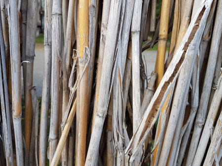 close up of dried reed stems in a garden, stock photoの写真素材