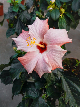 Hibiscus flower in the garden. (Hibiscus rosa sinensis)の写真素材