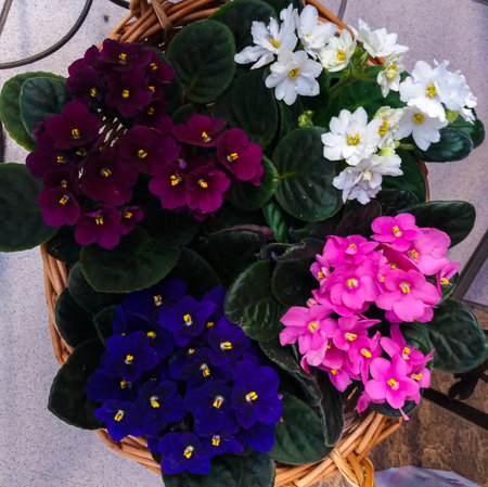 Variety of violet flowers in a wicker basket, top view