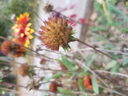 Flowers and plants in the garden, note shallow depth of fieldの写真素材