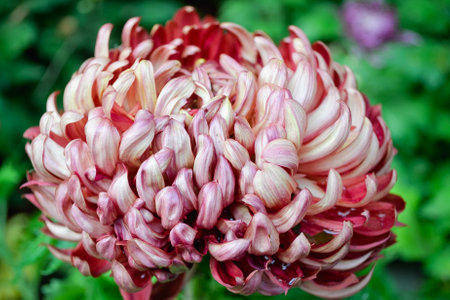 Chrysanthemum is a genus of flowering plants in the aster family Asteraceae.の写真素材