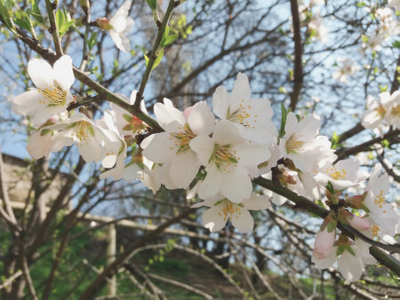 spring flowering of flowers on a tree, white flowers close-up