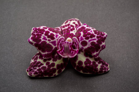 Beautiful purple orchid flower on black background. Studio shot.