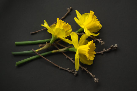 Bouquet of yellow daffodils on a black backgroundの写真素材