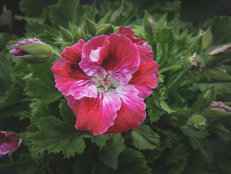 Geranium Pelargonium (Pelargonium officinalis)