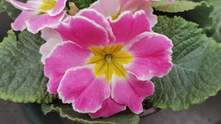 Pink primula flower in a pot, close-up view.