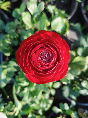 Beautiful red ranunculus flower in the garden, stock photo