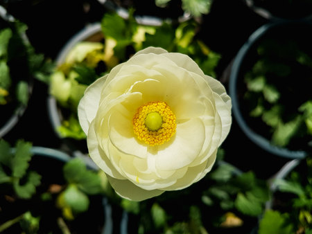 Close up of white ranunculus flower in garden.