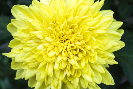 Yellow chrysanthemum flower in garden, close up.
