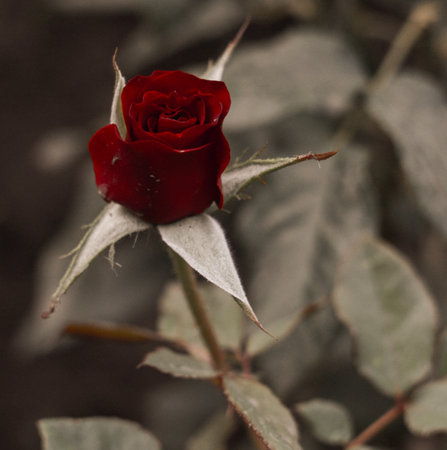 red rose on a dark background, close-up of a flowerの写真素材