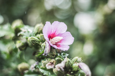 Hibiscus flower in garden, Thailand. (Selective focus)の写真素材