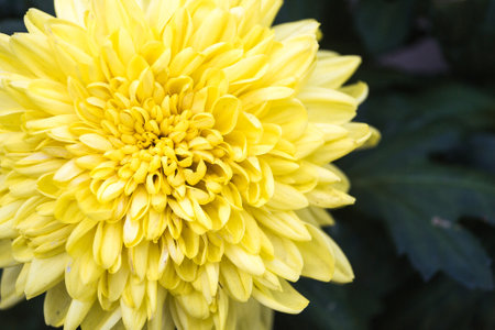 Yellow chrysanthemum flower in the garden, stock photoの写真素材