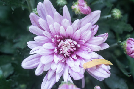 Chrysanthemum flower in the garden,close up.の写真素材
