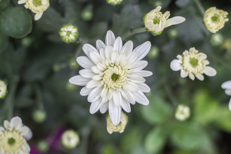 White chrysanthemum flower in the garden, stock photoの写真素材