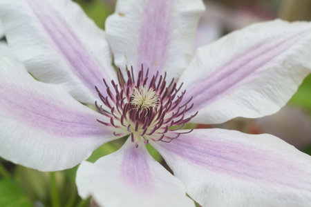 Clematis flower blooming in the garden, close-upの写真素材