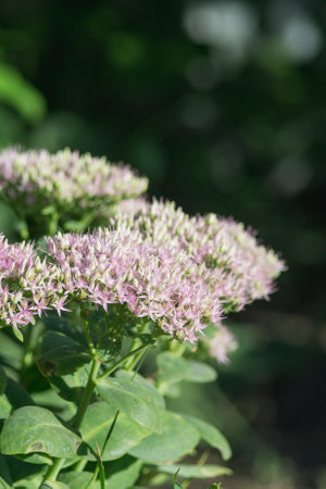 Sedum spectabile (Sedum spectabile)