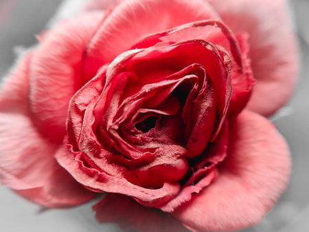 Beautiful red rose close-up, soft focus, tonedの写真素材