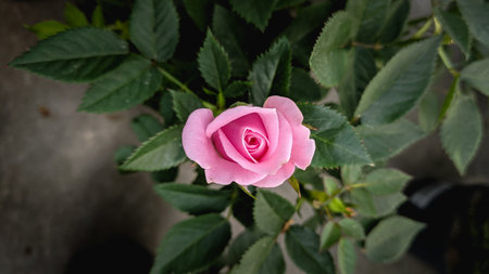 Beautiful pink rose with green leaves in the garden, stock photoの写真素材