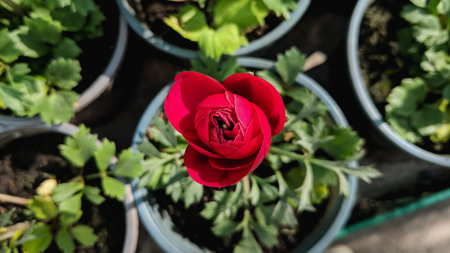 Beautiful red ranunculus flower in the garden, stock photoの写真素材