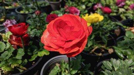 Beautiful red and yellow ranunculus flower in the garden.の写真素材