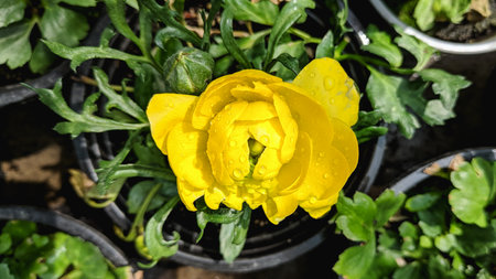 Ranunculus globeflower (golden buttercup)