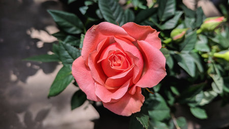 Beautiful pink rose with green leaves in the garden, stock photo