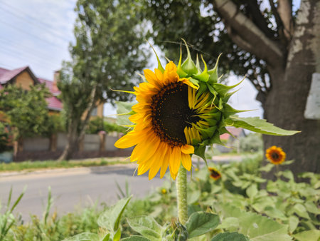 Sunflower blooming in the garden. Sunflower natural background.の写真素材